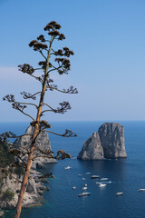 capri amalfi coast ocean nature dream beach travel landmark italy 