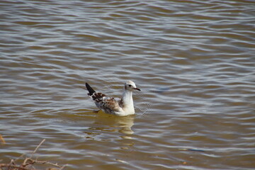 great crested grebe