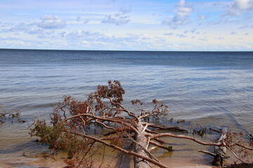 tree on the beach
