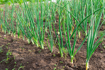 Onion sprouts in early spring at the kitchen garden.