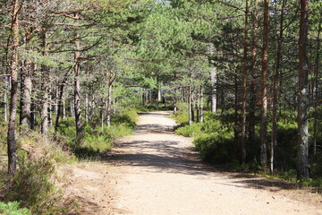 path in the park
