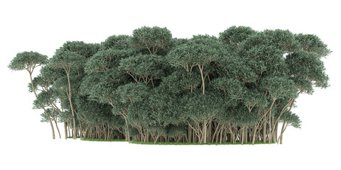 Forest on transparent background. 3d rendering - illustration © Elscar Studios