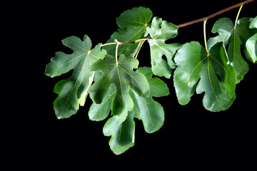 Fig tree branch with leaves isolated on black background. Beautiful fresh green figs leaf close-up.