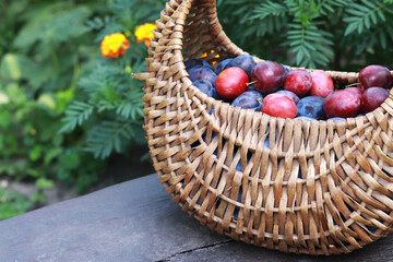 Fototapeta na wymiar Wicker basket with ripe juicy plums, against the backdrop of nature. Fruit harvest. Selective focus, close up photo