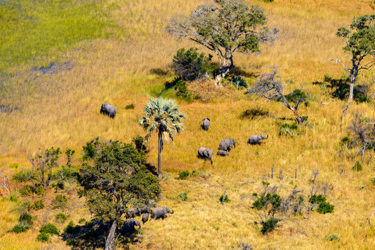 Aerial view of African Bush Elephant (loxodonta africana) herd. Okavango Delta. Botswana