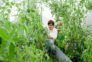 A farmer female working in organic greenhouse. Woman growing bio plants, tomatoes and herbs in farm garden. The concept of harvesting. Summer and autumn on the farm.
