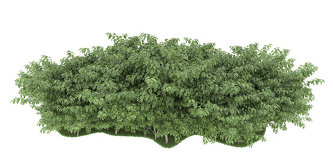 Forest on transparent background. 3d rendering - illustration