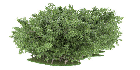 Obraz premium Forest on transparent background. 3d rendering - illustration
