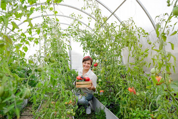 Naklejka na ściany i meble A farmer female working in organic greenhouse. Woman growing bio plants, tomatoes and herbs in farm garden. The concept of harvesting. Summer and autumn on the farm.