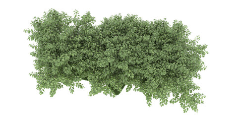 Forest on transparent background. 3d rendering - illustration