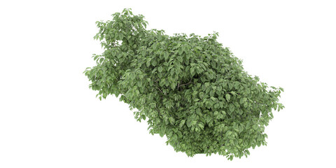 Obraz premium Forest on transparent background. 3d rendering - illustration