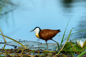 African jacana (Actophilornis africanus). Okavango Delta. Botswana