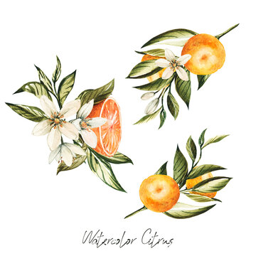 Citrus Tangerine Orange Blossoming Branches Bouquets Frames Orange Fruit Italian Wedding Exquisite Invitations