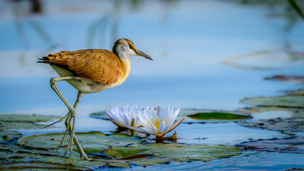 African jacana (Actophilornis africanus) adult. Okavango Delta. Botswana