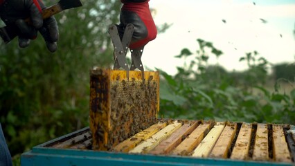 The beekeeper uses tongs to take out a frame with honeycombs from the hive. Bees on honeycomb. A man on a farm is engaged in beekeeping. Summer honey harvest.