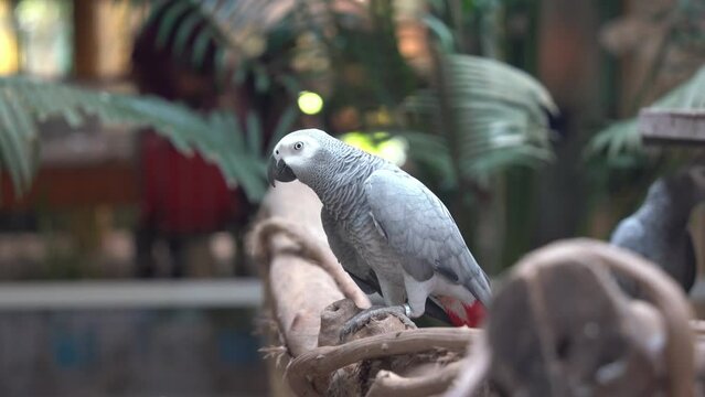 Intelligent companion pet, congo African grey parrot, psittacus erithacus perching on the branch against bokeh blurred background, chirping to express its happiness, close up shot.
