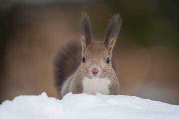 雪の中でたたずむエゾリス
