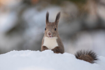雪の中のエゾリス
