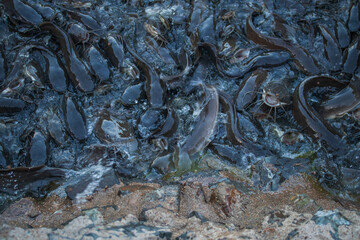 feeds a lot of big catfish in the pond