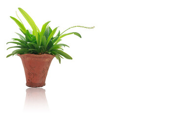 Ledebouria kirkii Baker young.In  potted plants on a white background,with copy space