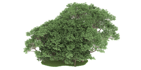 Obraz premium Forest on transparent background. 3d rendering - illustration