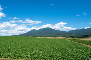 北海道、富良野市の農地と富良野岳の風景