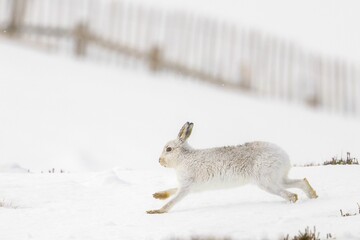 Closeup shot of a mountain hare running near the snow fence © Tapiopix/Wirestock Creators