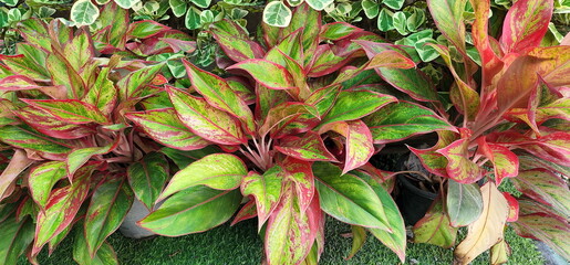 Obraz premium The evergreen shrub with beautiful yellow and red accents is called Chinese Evergreen and the scientific name Aglaonema sp. Ruaylonfa belongs to the family Araceae, the king of ornamental plants. 
