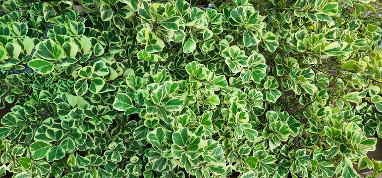 Ficus deltoidea Jack F. Variegata, commonly known as mistletoe. Family: MORACEAE has bright green leaves with white margins in a beautiful pattern. All parts of the plant have white resin. It is a pop