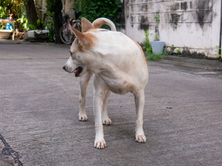 The local dog guarding the house