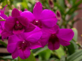 Naklejka na ściany i meble Purple flowers adorn the gardens, looking very refreshing.