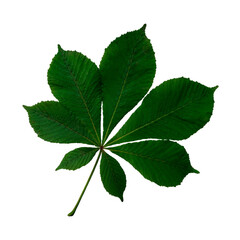 Bright green chestnut tree leaf, isolated object, cutout element on white background, seasonal spring or summer colorful mood, soft focus and clipping path