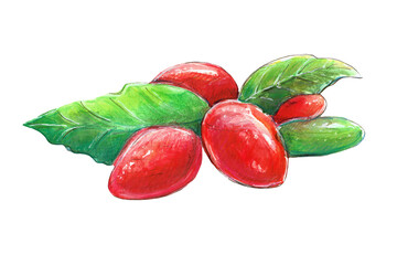 Watercolor illustration with goji berries. Isolated picture on a white background.