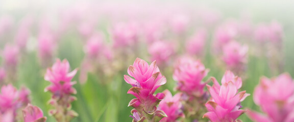 Obraz na płótnie Canvas pink flowers in nature, sweet background, blurry flower background, light pink siam tulip flowers field. wide banner card. Copy space