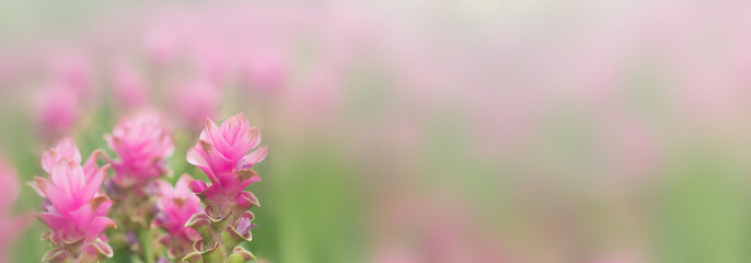 pink flowers in nature, sweet background, blurry flower background, light pink siam tulip flowers field. banner