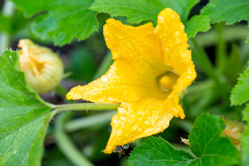 Zucchini or pumpkin flower after rain in the garden close up