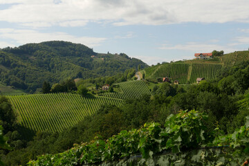Fototapeta na wymiar Steep vineyards in South Steiermark (Styria), in Austria 