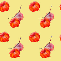 Physalis. A pattern of physalis. The flower of physalis. Pattern. Autumn flower. Winter cherry. Watercolor illustration on a colored background.