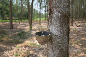 Rubber tree and bowl filled with latex.
