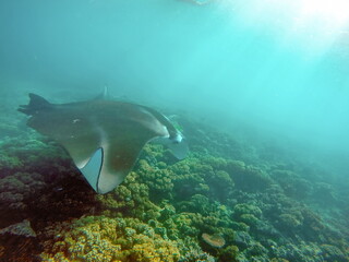 Manta ray feeding on a reef in the Yasawa Islands, Fiji