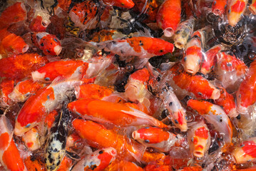 Japan koi fish or Fancy Carp swimming in a black pond fish pond. Popular pets for relaxation and feng shui meaning. Popular pets among people. Asians love to raise it for good fortune.