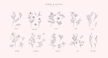Obraz na płótnie Canvas Vector hand drawn herbs and spices set. Vintage trendy botanical elements. Hand drawn line leaves branches and blooming. . Vector trendy