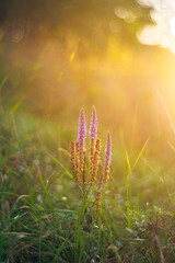 sunrise in the grass