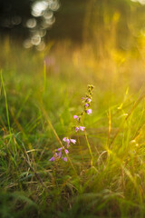 flowers in a meadow