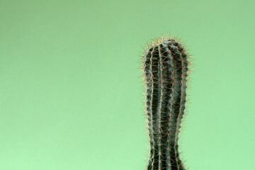 Cactus on green background, minimal creative life