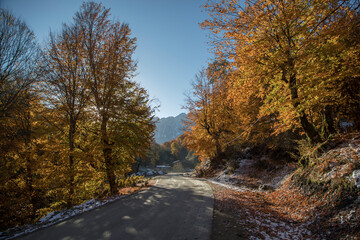 Naklejka premium autumn in the woods