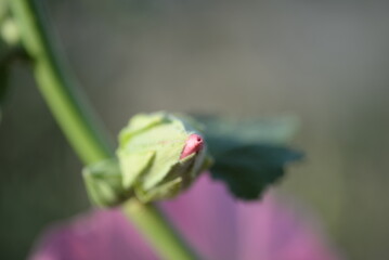 natural photographs of living wild flora mallow flowers light pink