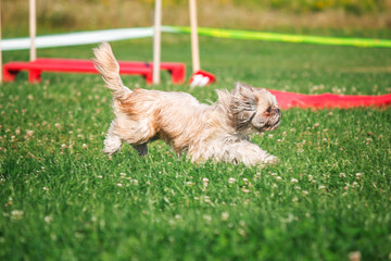 Dog in agility competition set up in green grassy park