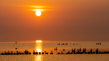 Obrazy na Plexi  zachód słońca, wschód słońca, sunset, sunrise, zatoka, morze bałtyckie, ptaki, polska