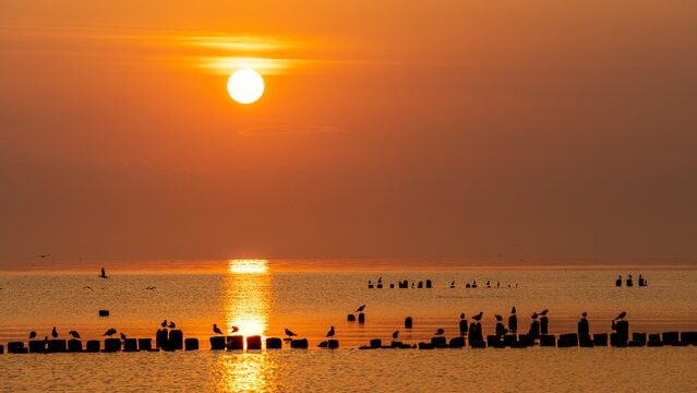 Fototapeta zachód słońca, wschód słońca, sunset, sunrise, zatoka, morze bałtyckie, ptaki, polska
